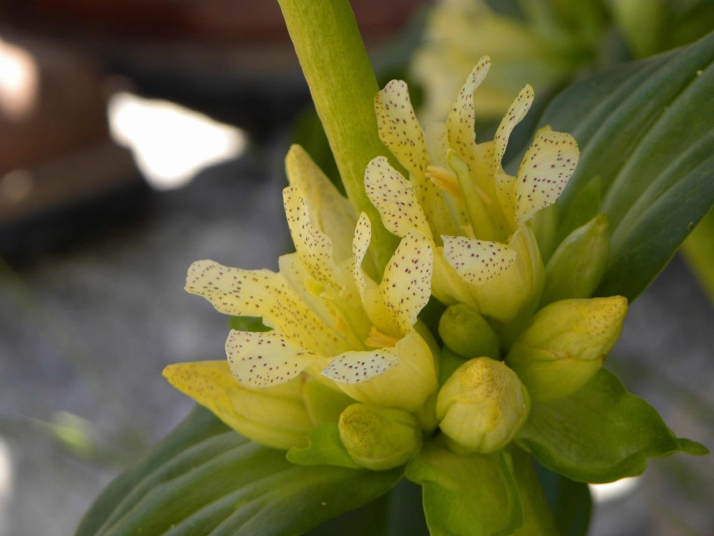 Gentiana burseri subsp. villarsii / Genziana di Villars